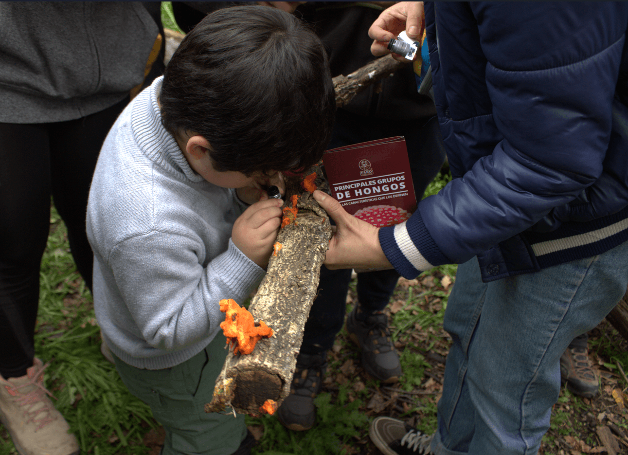 Niño observando hongos en un tronco con lupa durante una salida de Faro Ecológico en el Cerro Carlos Condell
